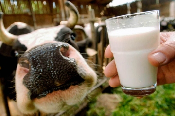 Факторы влияющие на качество молока
