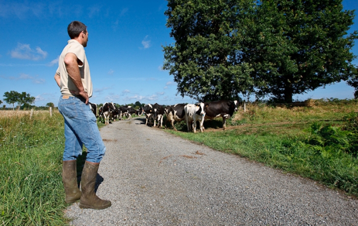 Управление стадом на молочной ферме