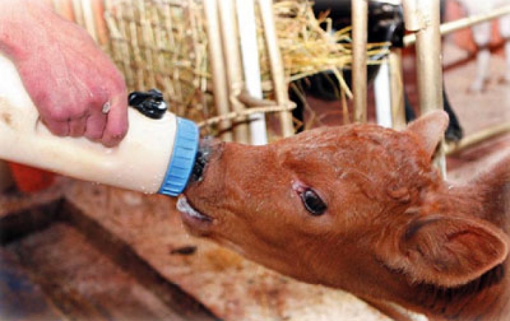 Ценность молочных кормов для роста телят